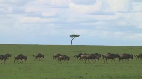 Wildebeest migration Stock Footage 10717345