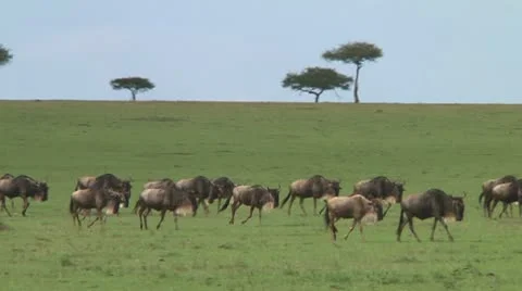 Wildebeest migration Stock Footage 10717354