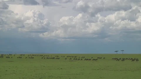 Wildebeest migration Stock Footage 10717360