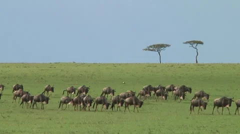 Wildebeest migration Stock Footage 10717365