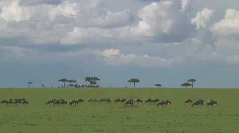 Wildebeest migration Stock Footage 10717366