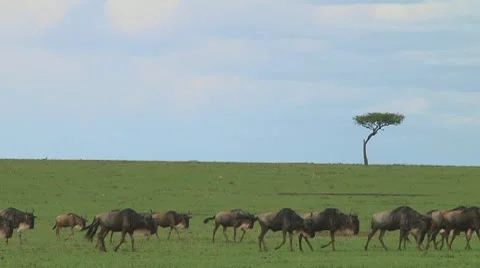 Wildebeest migration Stock Footage 10717375