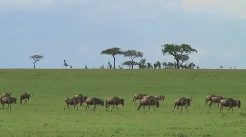 Wildebeest migration Stock Footage 10717378