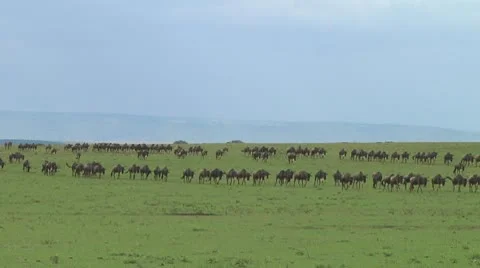 Wildebeest migration Stock Footage 10717382