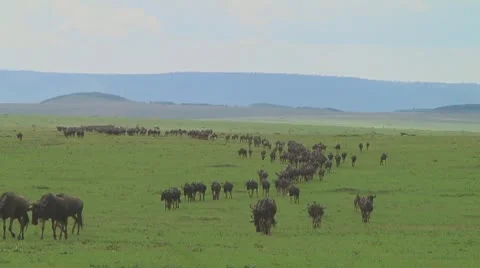 Wildebeest migration Stock Footage 10717383