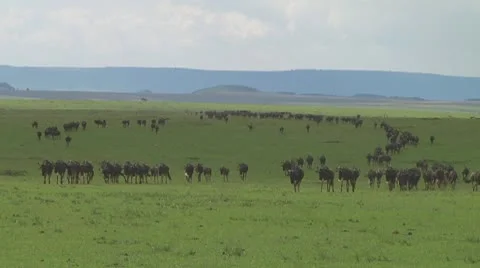 Wildebeest migration Stock Footage 10717388