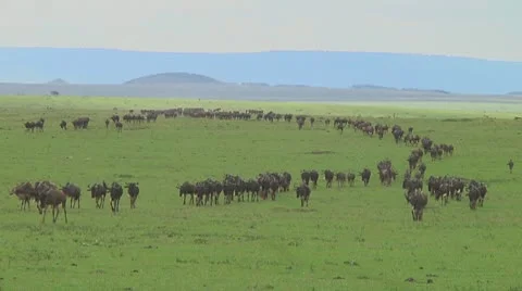 Wildebeest migration Stock Footage 10717390