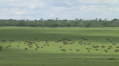 Wildebeest migration Stock Footage 10717395
