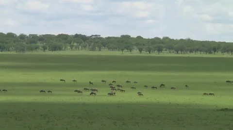 Wildebeest migration Stock Footage 10717406