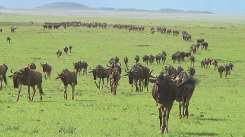 Wildebeest migration Video stock 10717407