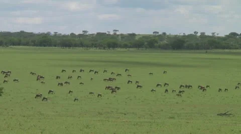 Wildebeest migration Stock Footage 10717408