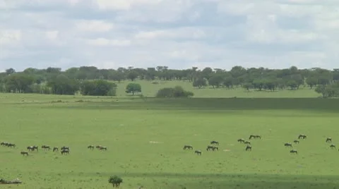 Wildebeest migration Stock Footage 10717419