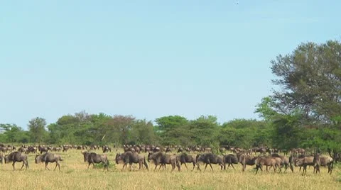 Wildebeest migration Stock Footage 10717440