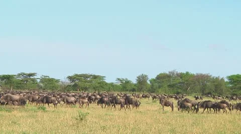 Wildebeest migration Stock Footage 10717442