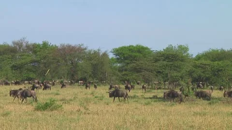 Wildebeest migration Stock Footage 10717472