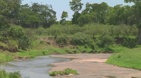 Wildebeest migration Stock Footage 10717519