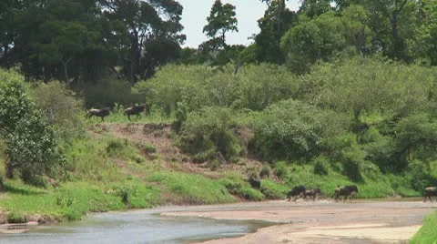 Wildebeest migration Stock Footage 10717535