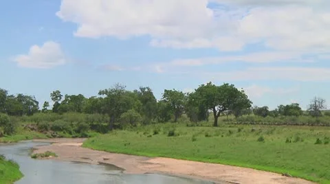 Wildebeest migration Stock Footage 10717544