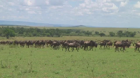 Wildebeest migration Stock Footage 10717547