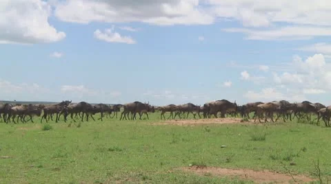Wildebeest migration Stock Footage 10717550