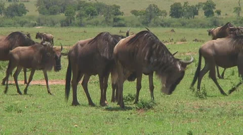 Wildebeest migration Stock Footage 10717554