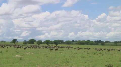 Wildebeest migration Stock Footage 10717561