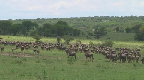 Wildebeest migration Stock Footage 10717564