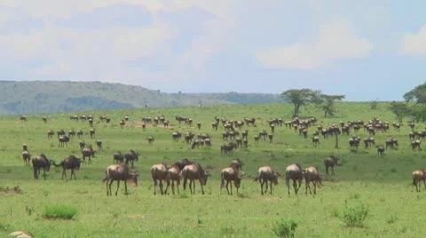 Wildebeest migration Stock Footage 10717578