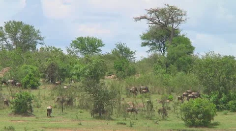 Wildebeest migration Stock Footage 10717618
