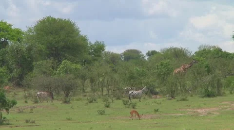 Wildebeest migration Stock Footage 10717628