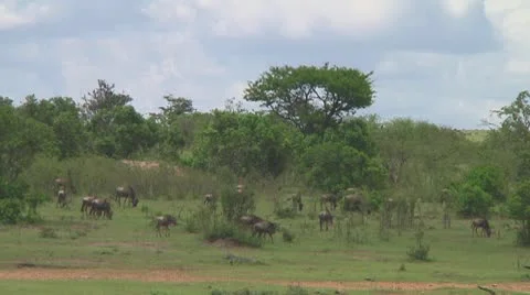 Wildebeest migration Stock Footage 10717632