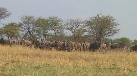 Wildebeest migration Stock Footage 10717637