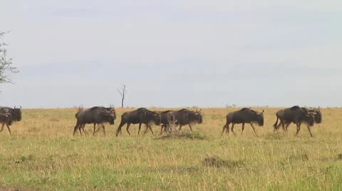 Wildebeest migration Stock Footage 10717641