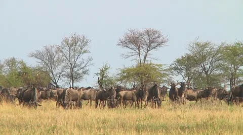 Wildebeest migration Stock Footage 10717645