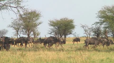 Wildebeest migration Stock Footage 10717647