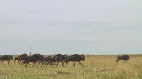 Wildebeest migration Stock Footage 10717653