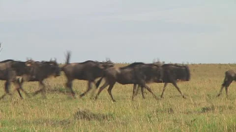 Wildebeest migration Stock Footage 10717655