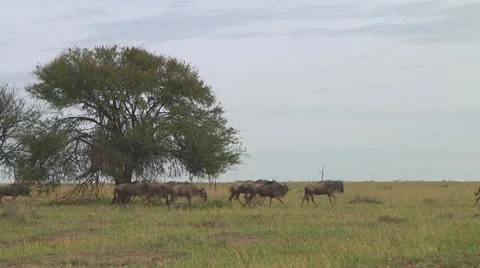 Wildebeest migration Stock Footage 10717658