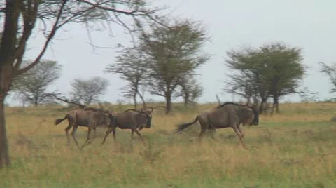 Wildebeest migration Stock Footage 10717659