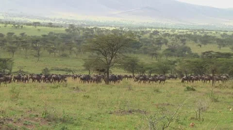 Wildebeest migration Stock Footage 10717668