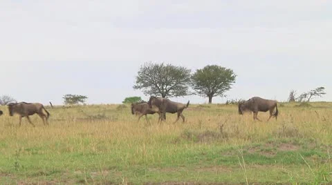 Wildebeest migration Stock Footage 10717672
