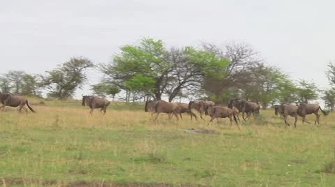Wildebeest migration Stock Footage 10717674