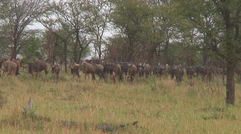 Wildebeest migration Stock Footage 10717678