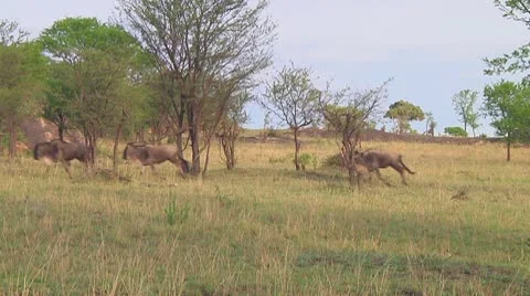 Wildebeest migration Stock Footage 10717683