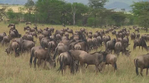 Wildebeest migration Stock Footage 10717687