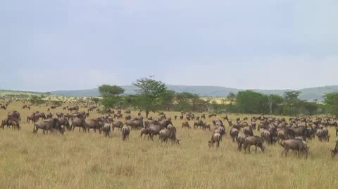 Wildebeest migration Stock Footage 10717693