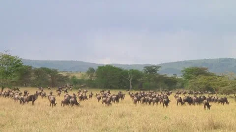 Wildebeest migration Stock Footage 10717698