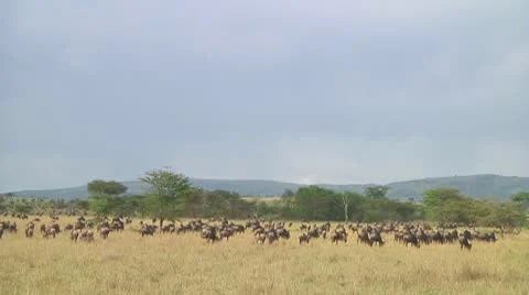 Wildebeest migration Stock Footage 10717699