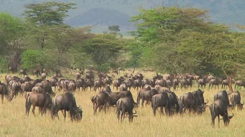 Wildebeest migration Stock Footage 10717703