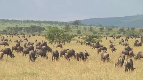 Wildebeest migration Stock Footage 10717706